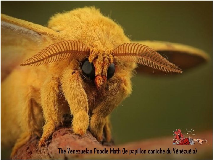 The Venezuelan Poodle Moth (le papillon caniche du Vénézuéla) 
