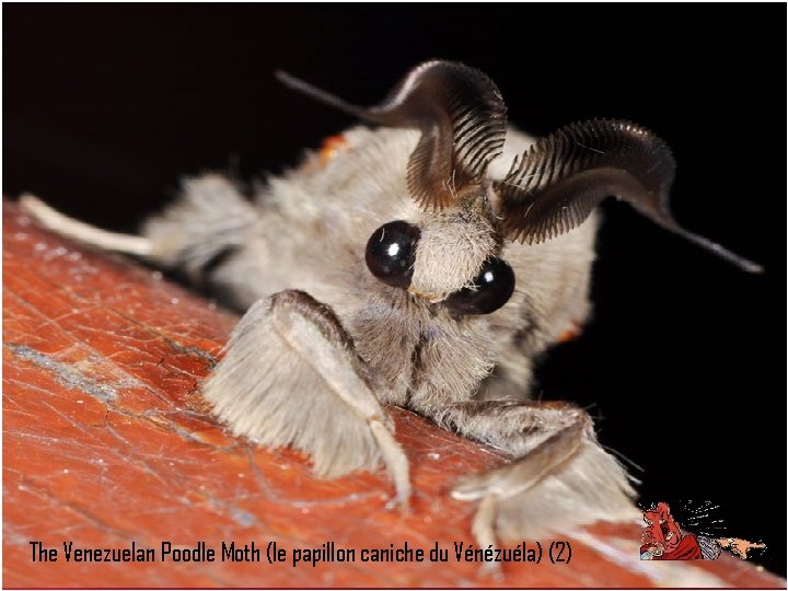 The Venezuelan Poodle Moth (le papillon caniche du Vénézuéla) (2) 