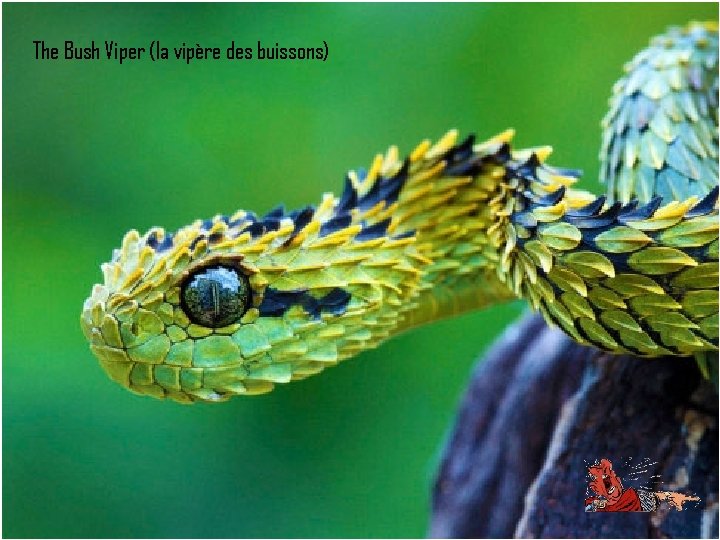 The Bush Viper (la vipère des buissons) 