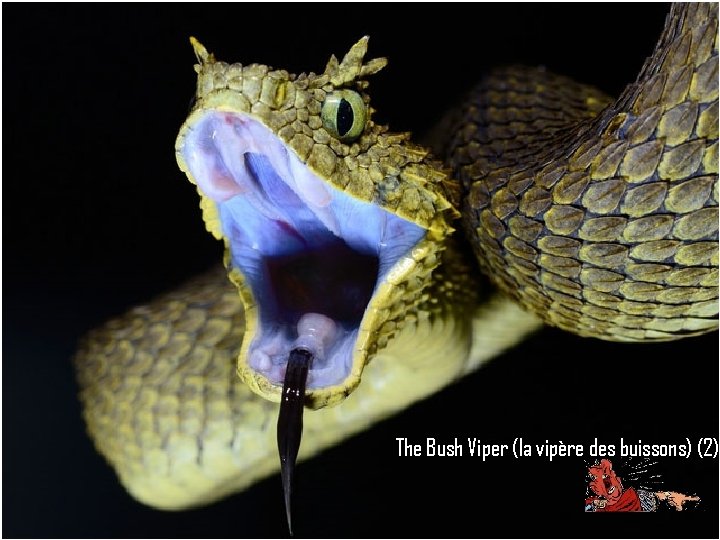 The Bush Viper (la vipère des buissons) (2) 