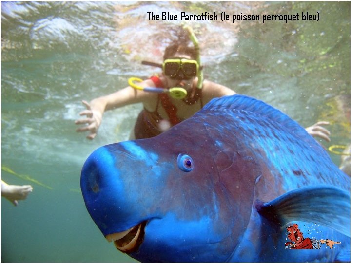 The Blue Parrotfish (le poisson perroquet bleu) 
