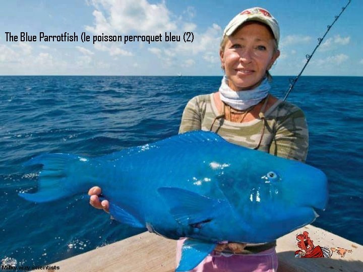 The Blue Parrotfish (le poisson perroquet bleu (2) 