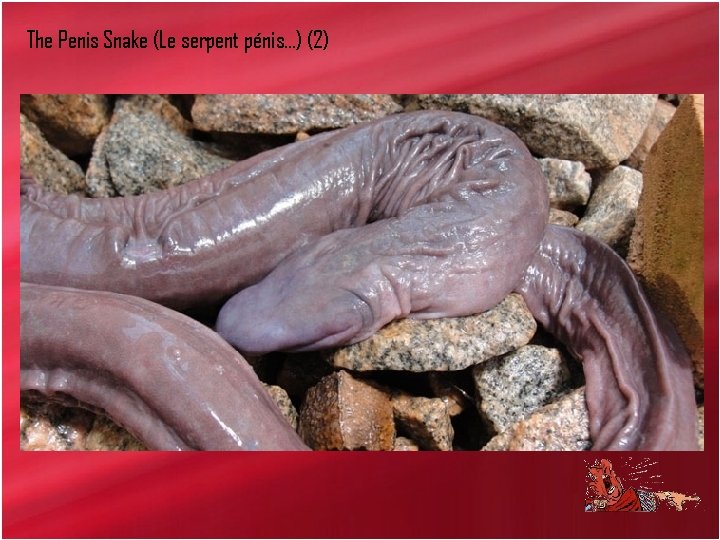 The Penis Snake (Le serpent pénis…) (2) 