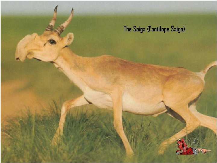 The Saiga (l’antilope Saiga) 