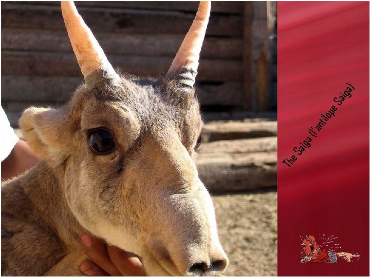 The Sai ga lop e. S (l’a nti ) aig a 