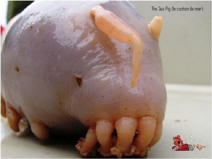 The Sea Pig (le cochon de mer) 