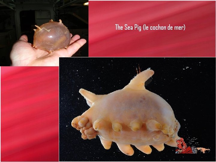 The Sea Pig (le cochon de mer) 