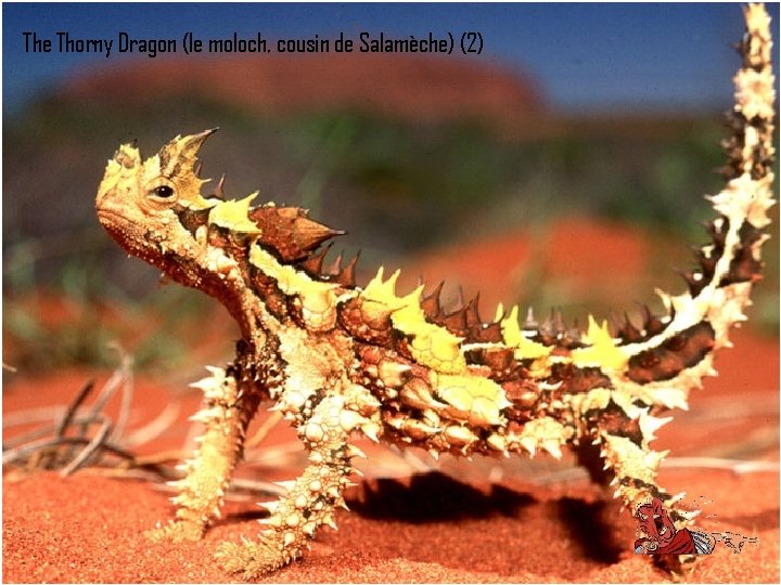 The Thorny Dragon (le moloch, cousin de Salamèche) (2) 