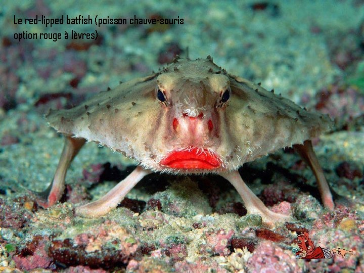 Le red-lipped batfish (poisson chauve-souris option rouge à lèvres) 