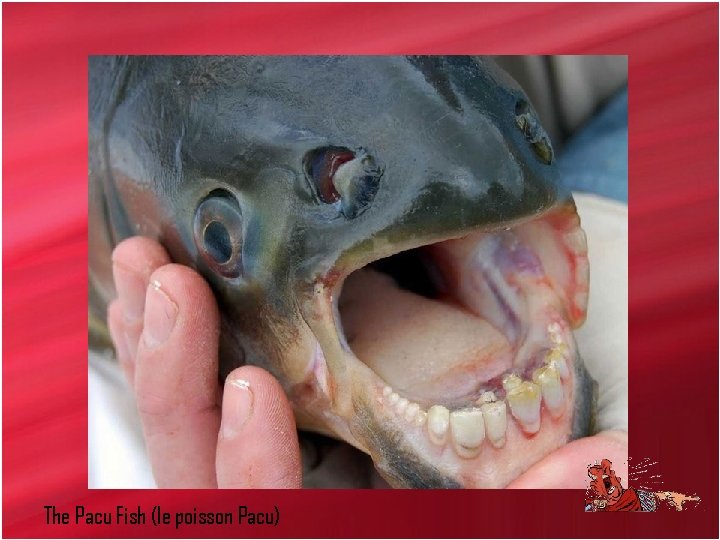 The Pacu Fish (le poisson Pacu) 