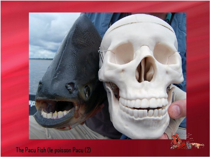 The Pacu Fish (le poisson Pacu (2) 