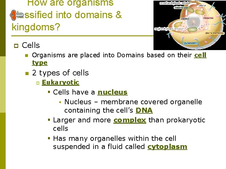 How are organisms classified into domains & kingdoms? p Cells n Organisms are placed