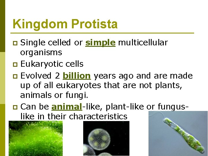 Kingdom Protista Single celled or simple multicellular organisms p Eukaryotic cells p Evolved 2