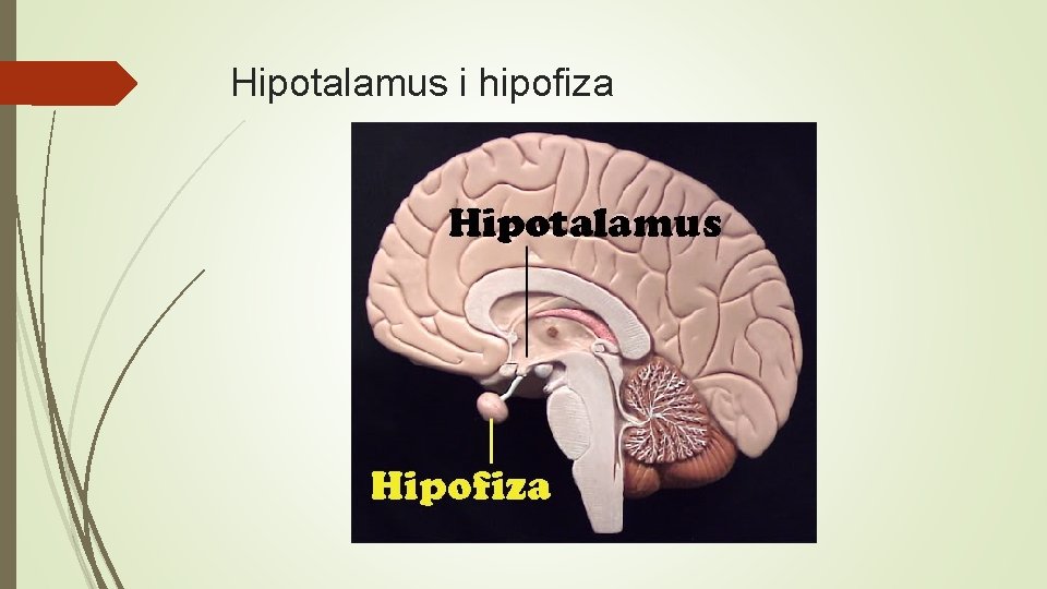 Hipotalamus i hipofiza 