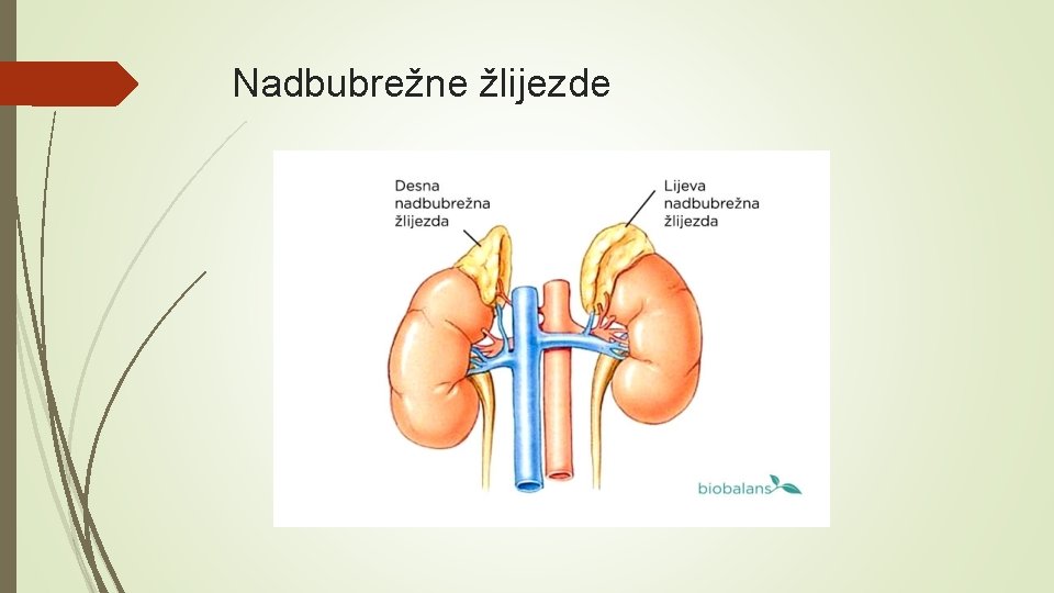 Nadbubrežne žlijezde 