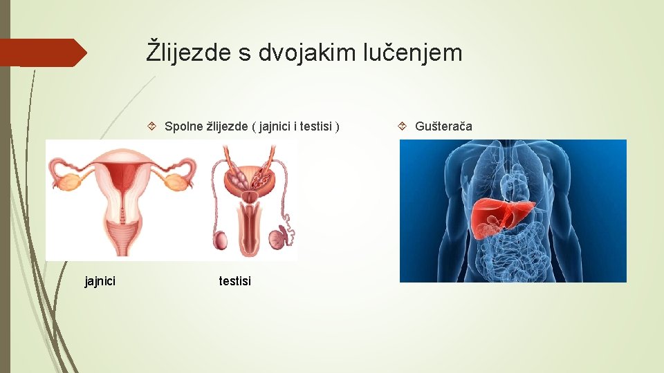 Žlijezde s dvojakim lučenjem Spolne žlijezde ( jajnici i testisi ) jajnici testisi Gušterača