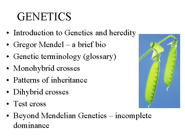 GENETICS • • Introduction to Genetics and heredity Gregor Mendel – a brief bio