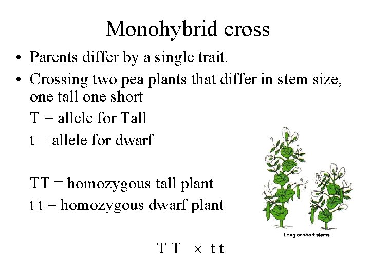 Monohybrid cross • Parents differ by a single trait. • Crossing two pea plants