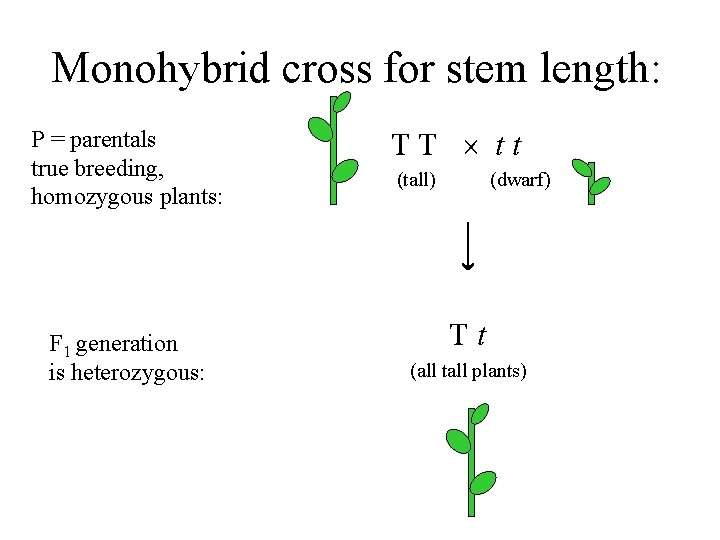 Monohybrid cross for stem length: P = parentals true breeding, homozygous plants: F 1
