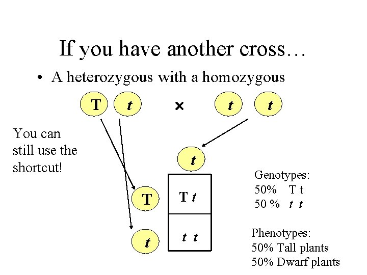 If you have another cross… • A heterozygous with a homozygous T t You