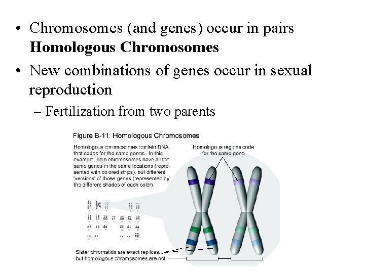  • Chromosomes (and genes) occur in pairs Homologous Chromosomes • New combinations of