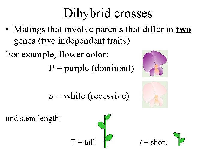 Dihybrid crosses • Matings that involve parents that differ in two genes (two independent