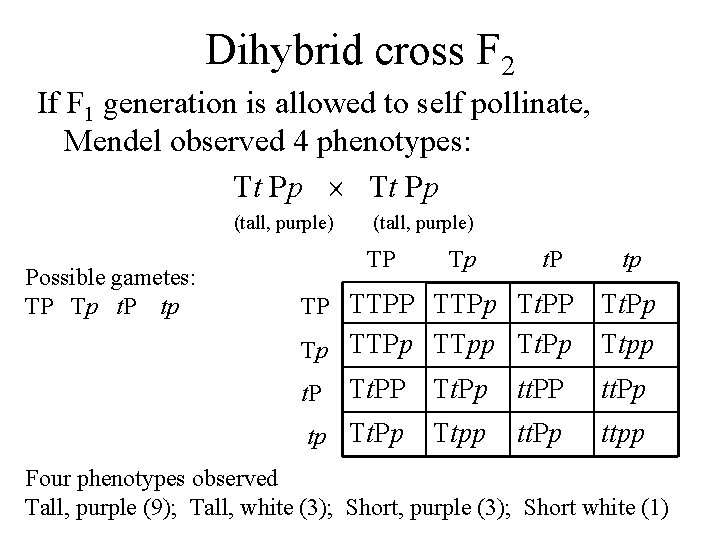 Dihybrid cross F 2 If F 1 generation is allowed to self pollinate, Mendel