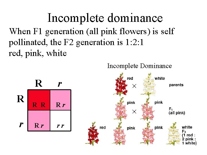 Incomplete dominance When F 1 generation (all pink flowers) is self pollinated, the F