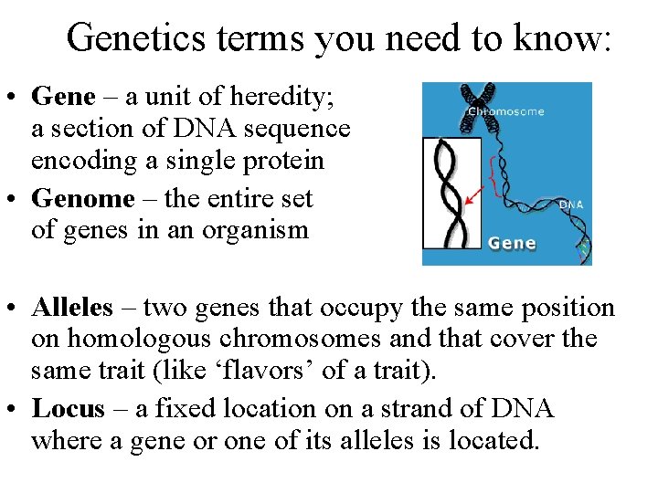 Genetics terms you need to know: • Gene – a unit of heredity; a