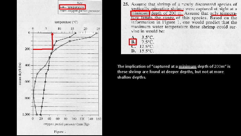 The implication of “captured at a minimum depth of 200 m” is these shrimp