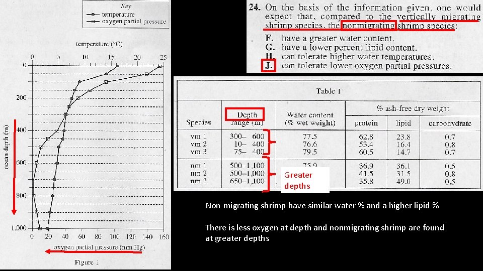 Greater depths Non-migrating shrimp have similar water % and a higher lipid % There