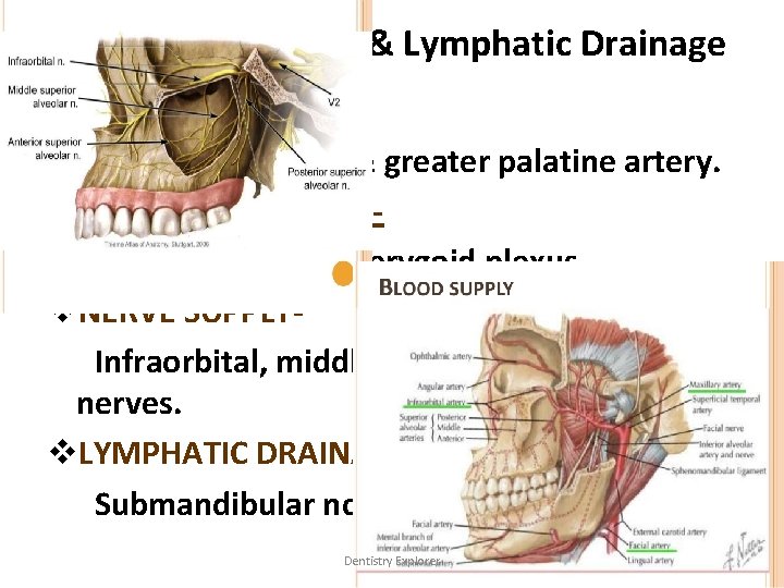 Vascular Supply & Lymphatic Drainage v. ARTERIAL SUPPLYfacial, infraorbital & greater palatine artery. v