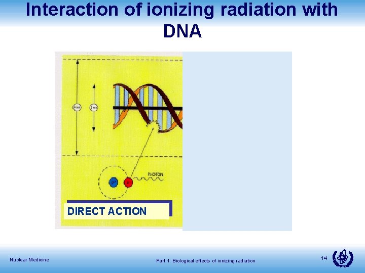 Interaction of ionizing radiation with DNA DIRECT ACTION Nuclear Medicine INDIRECT ACTION Part 1.