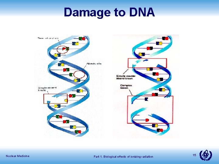 Damage to DNA Nuclear Medicine Part 1. Biological effects of ionizing radiation 15 