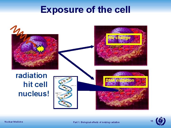 Exposure of the cell No change radiation hit cell nucleus! Nuclear Medicine DNA mutation
