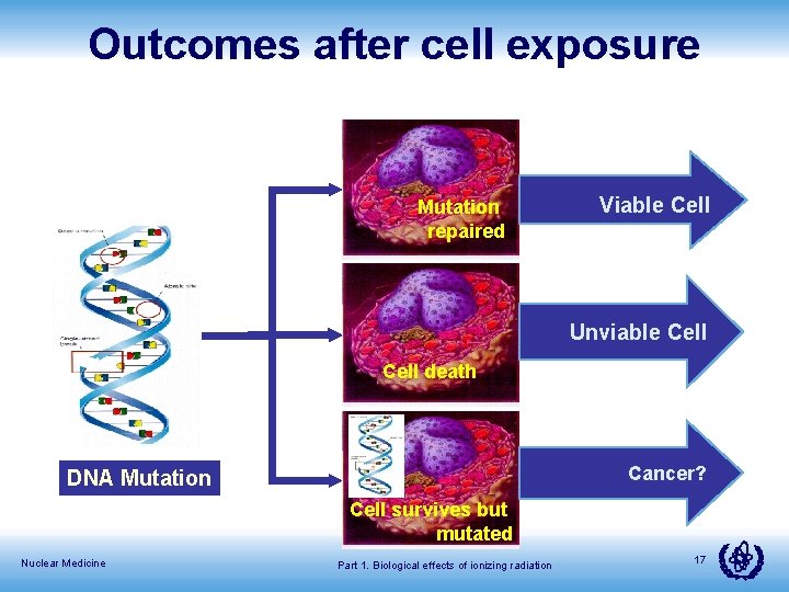 Outcomes after cell exposure Mutation repaired Viable Cell Unviable Cell death Cancer? DNA Mutation