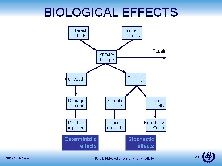 BIOLOGICAL EFFECTS Direct effects Indirect effects Repair Primary damage Modified cell Cell death Damage