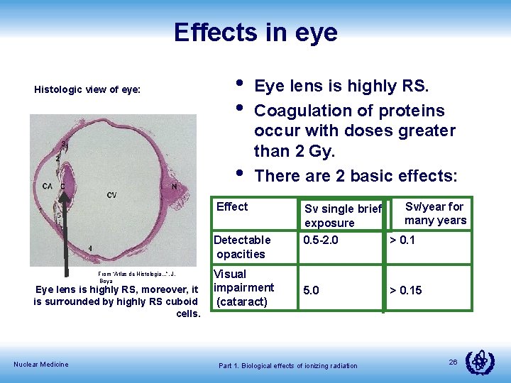 Effects in eye Histologic view of eye: • • • From “Atlas de Histologia.