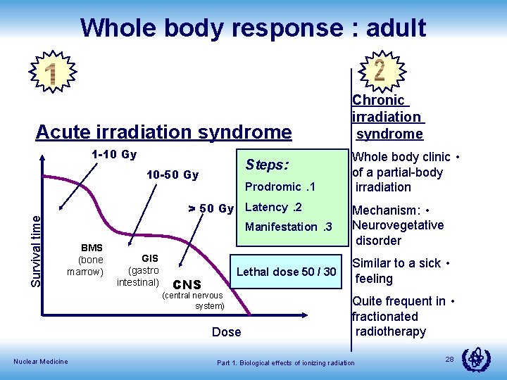 Whole body response : adult Acute irradiation syndrome 1 -10 Gy Steps: Survival time
