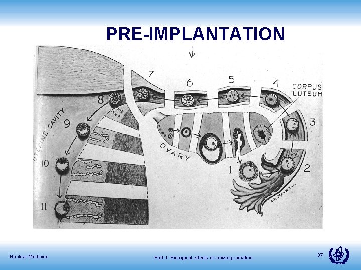 PRE-IMPLANTATION Nuclear Medicine Part 1. Biological effects of ionizing radiation 37 