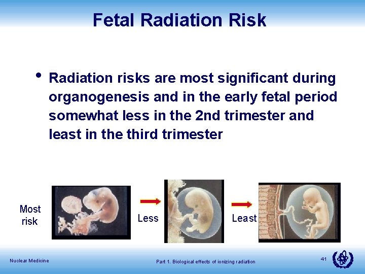 Fetal Radiation Risk • Radiation risks are most significant during organogenesis and in the