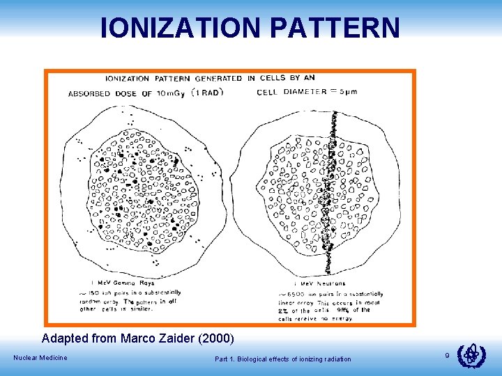 IONIZATION PATTERN Adapted from Marco Zaider (2000) Nuclear Medicine Part 1. Biological effects of