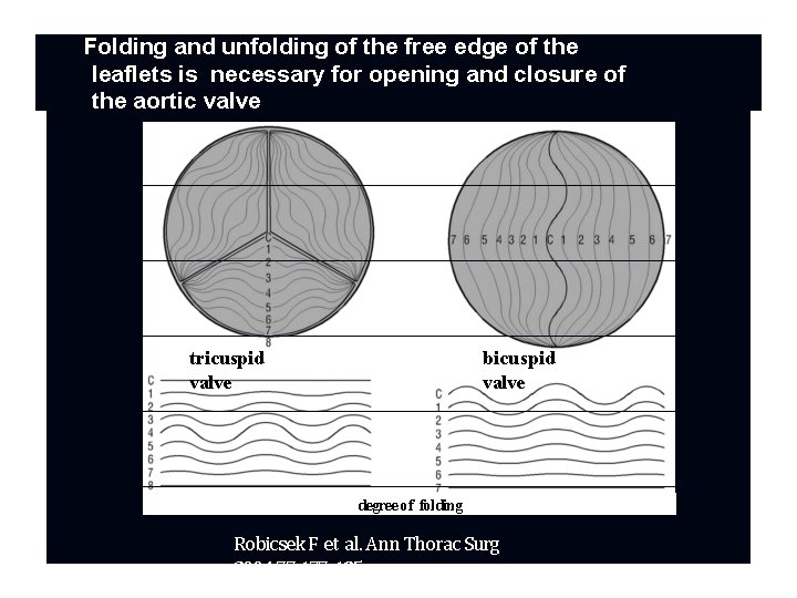 Folding and unfolding of the free edge of the leaflets is necessary for opening