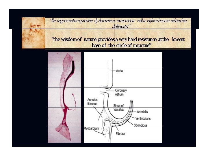 “lla sagace natura provide dj durissima resisstentia nella infima baseza delcerchio dellinpeto” “the wisdom