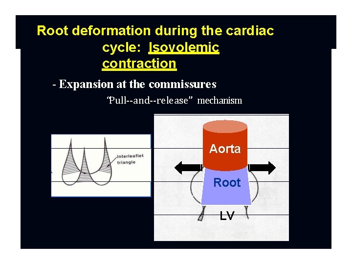 Root deformation during the cardiac cycle: Isovolemic contraction - Expansion at the commissures “Pull--and--release”