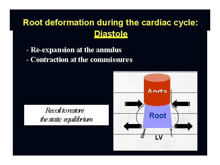 Root deformation during the cardiac cycle: Diastole - Re-expansion at the annulus - Contraction