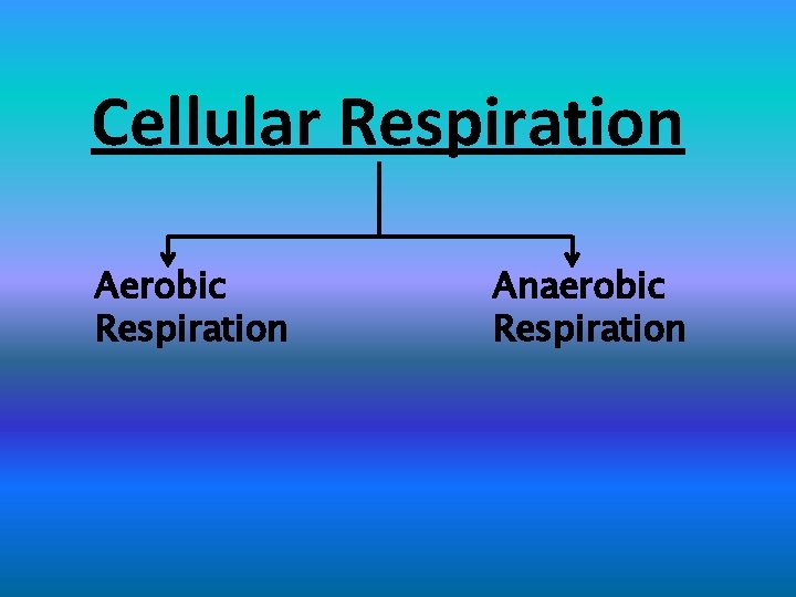 Cellular Respiration Aerobic Respiration Anaerobic Respiration 