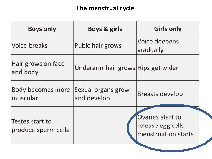 The menstrual cycle 