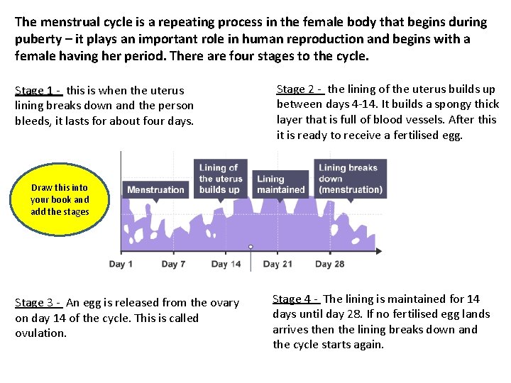 The menstrual cycle is a repeating process in the female body that begins during