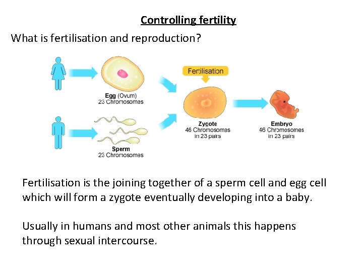 Controlling fertility What is fertilisation and reproduction? Fertilisation is the joining together of a